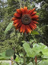 Velvet Queen Sunflower Flower Seeds