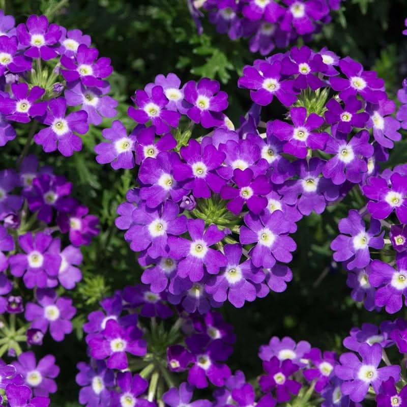 semi trailing flower seeds