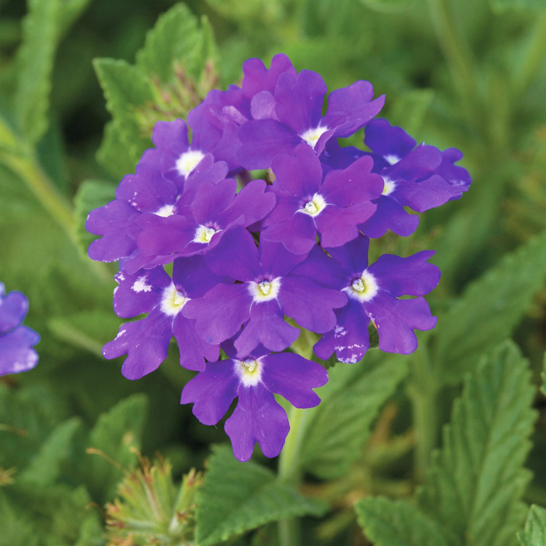 Semi-Trailing Verbena Flower Seeds for Planting – Heirloom Non-GMO | Cascading Blooms for Hanging Baskets