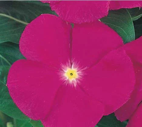 Heirloom Non-GMO Vinca Victory Flower Seeds for Planting – Hardy Blooming Ground Cover for Sunny Gardens