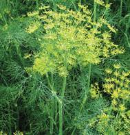 Vierling Dill Herb Seeds for Planting