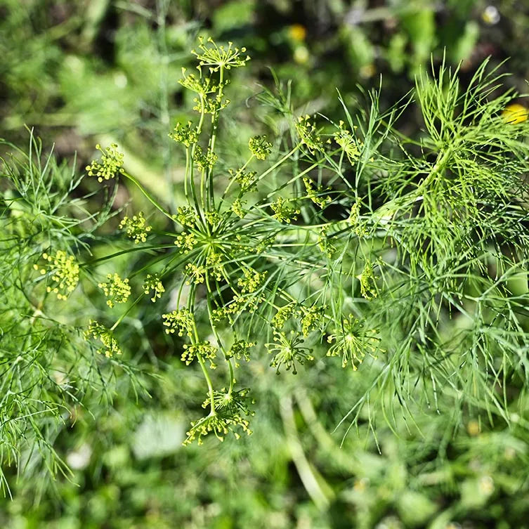 Vierling Dill Herb Seeds for Planting
