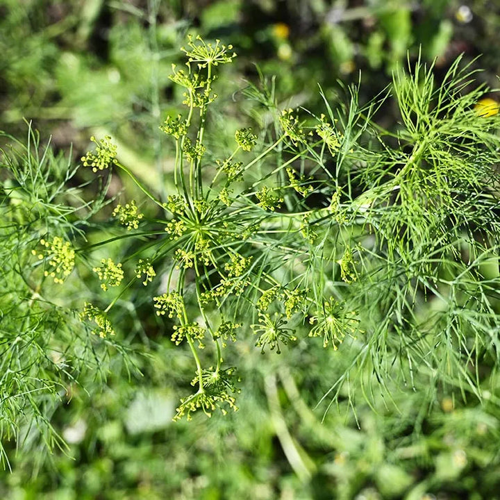 Vierling Dill Herb Seeds for Planting