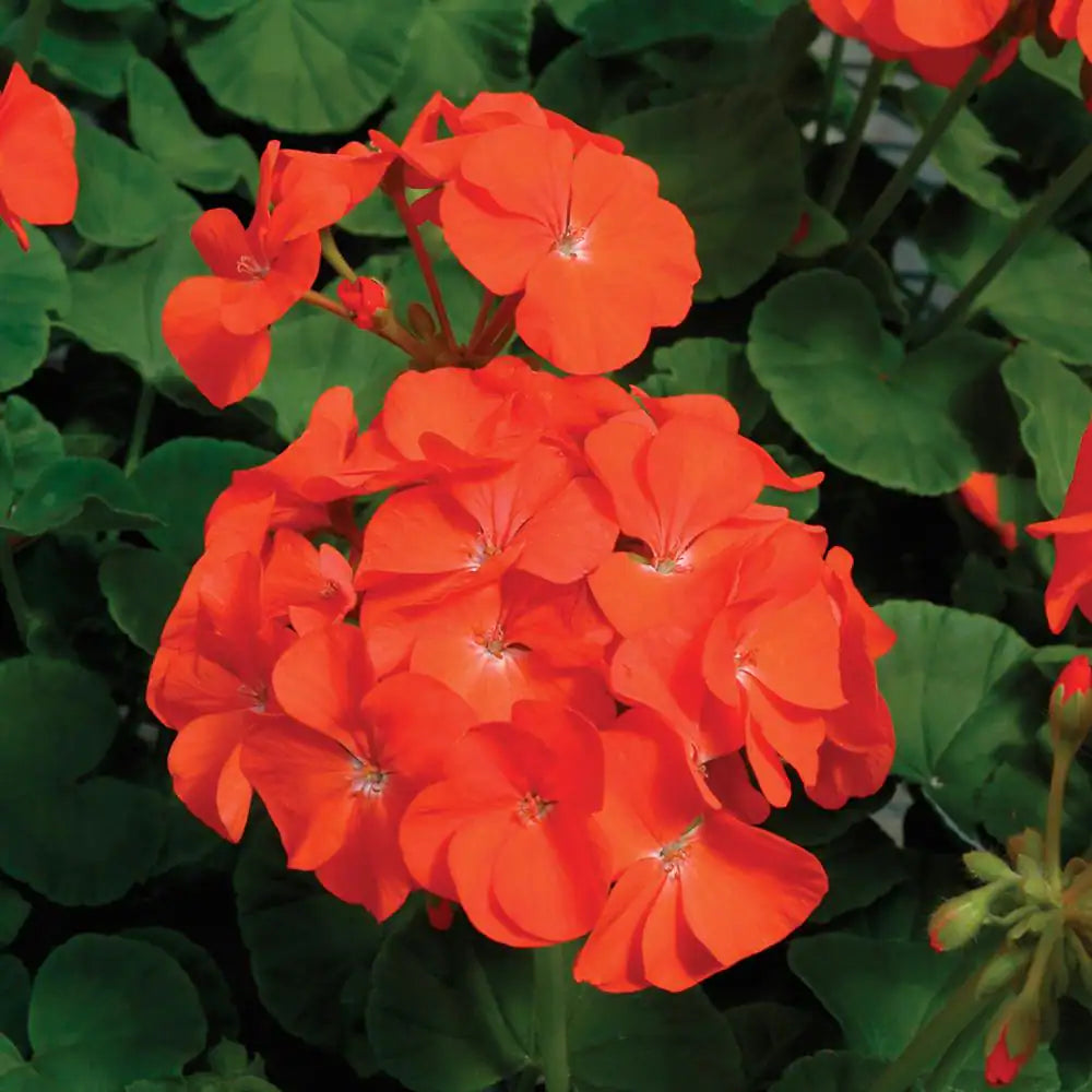 Geraniums Orange Flower Seeds for Planting - 100 pcs