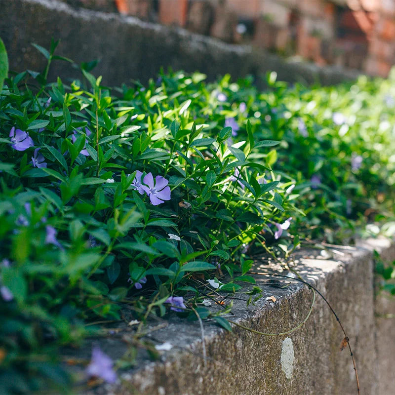 Periwinkle Vinca Violet Flower Seeds for Planting - 100 pcs