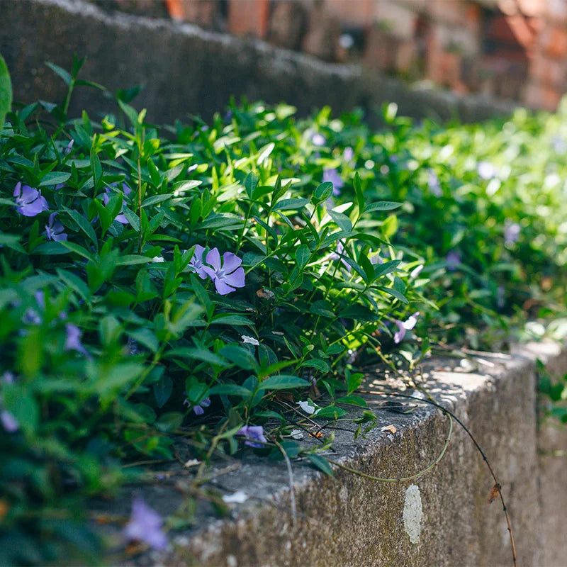 periwinkle flower seeds Violet Vinca Periwinkle Flower Seeds – Non-GMO, Heirloom, High Germination Seeds for Garden Planting