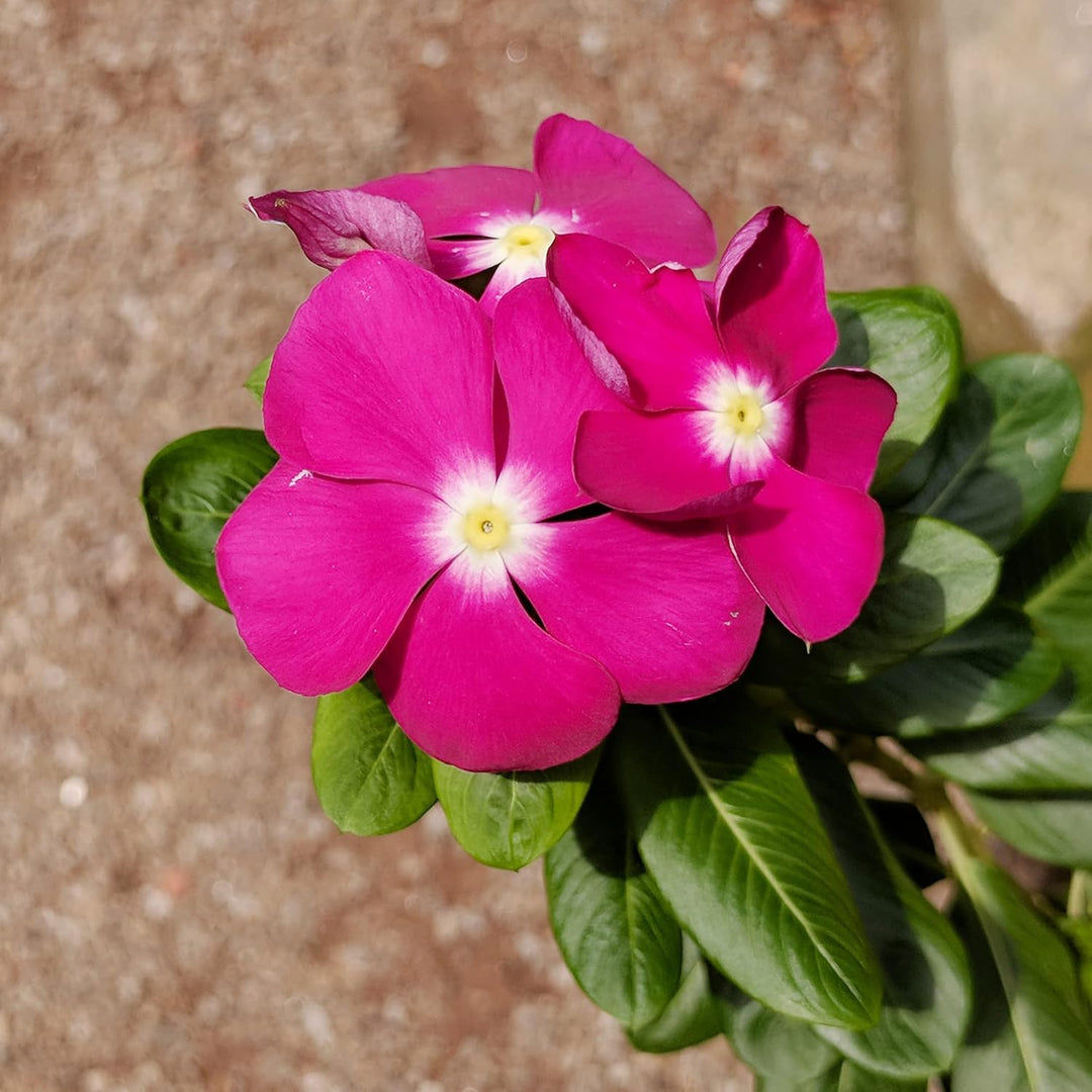 vinca catharanthus flower seeds