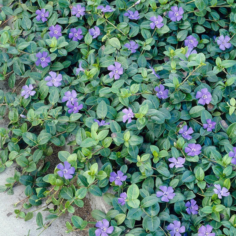 Periwinkle Vinca Violet Flower Seeds for Planting - 100 pcs