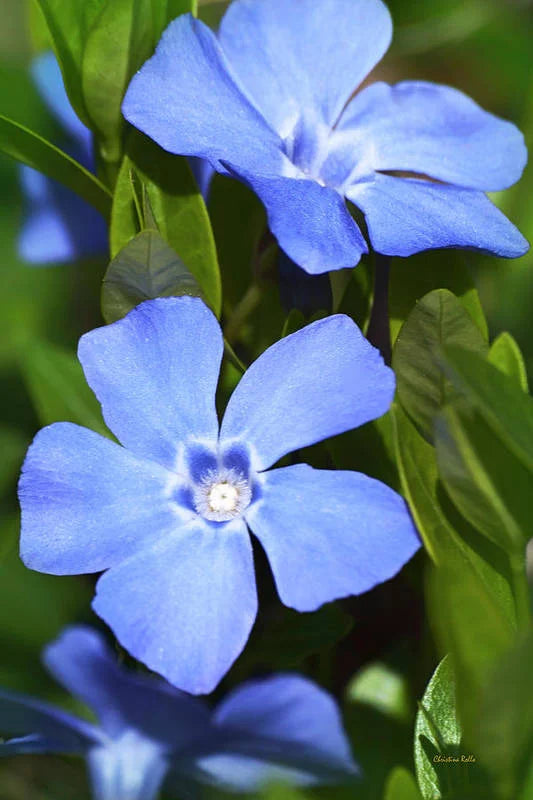 Sky Blue Vinca Flower Seeds for Planting 100 pcs