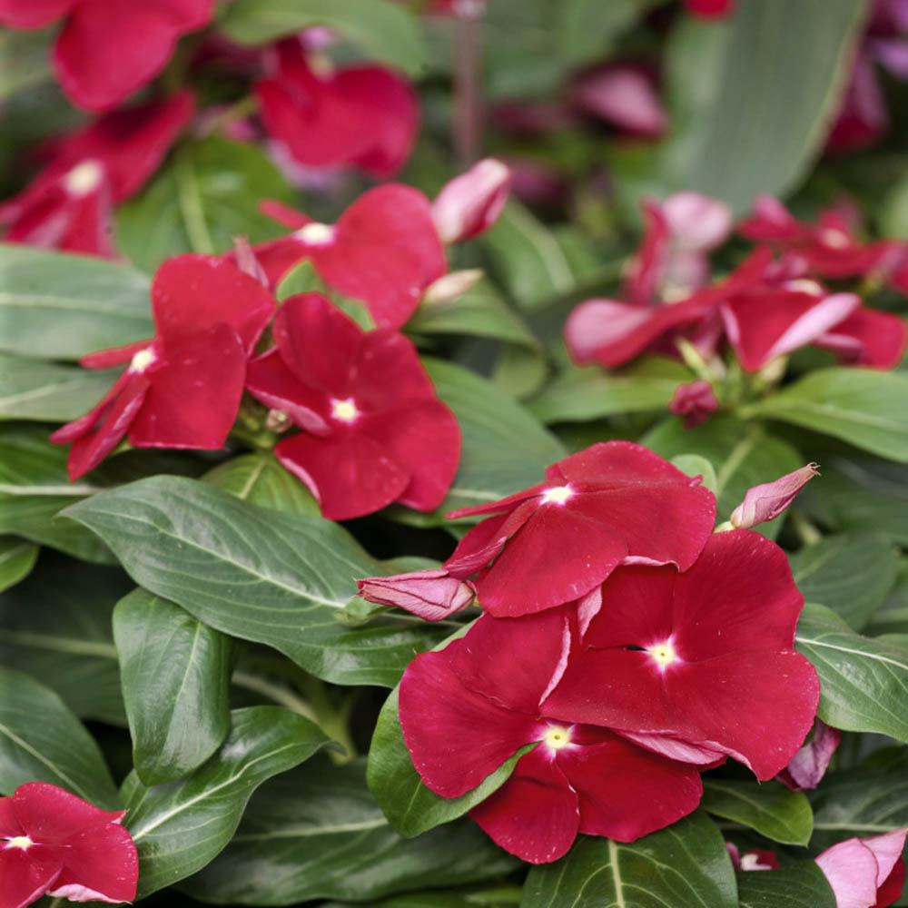 Red Vinca Rosea Flower Seeds for Garden Planting - Non-GMO, Heirloom Seeds for Easy Growth