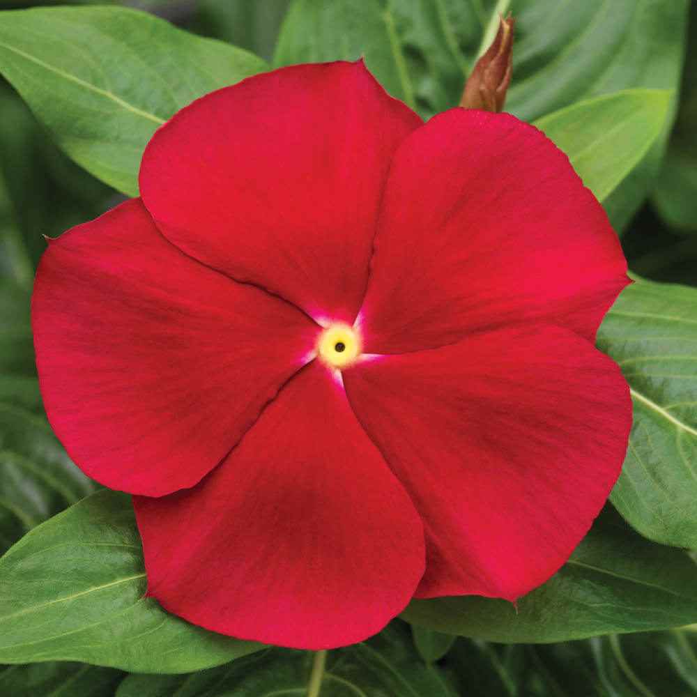 red vinca flower seeds