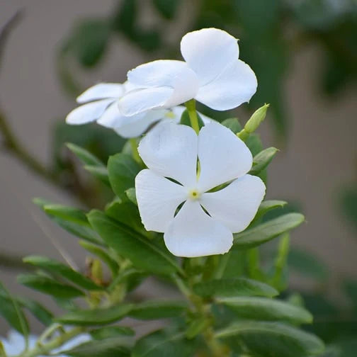 Periwinkle Vinca Hvide Blomsterfrø til Plantning 100 stk