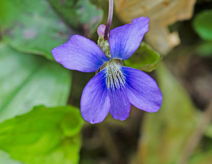 Blåviolette blomsterfrø til udplantning, 100 stk