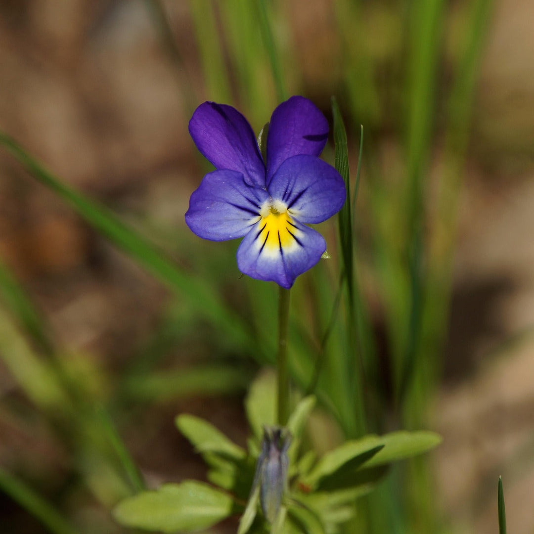 pansy viola flower seeds
