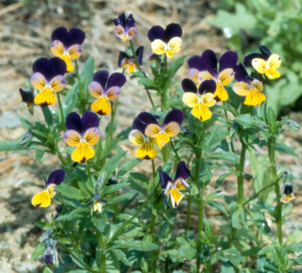 heirloom non flower seeds