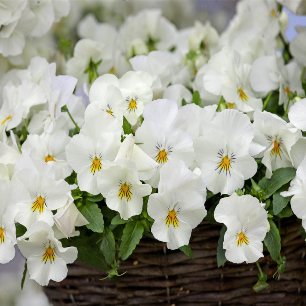 Heirloom White Pansy Flower Seeds for Planting, Non-GMO, Organic, Fresh and Vibrant Blooms