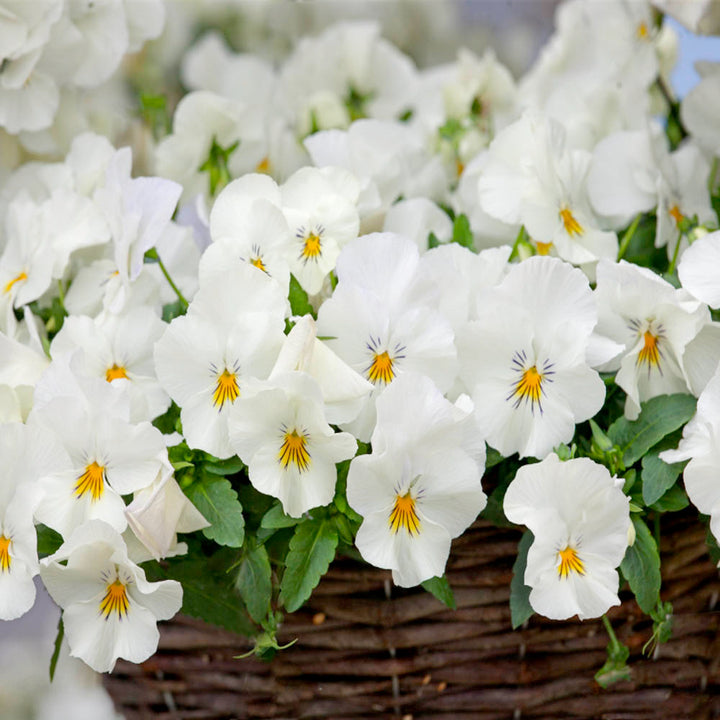 Heirloom White Pansy Flower Seeds for Planting, Non-GMO, Organic, Fresh and Vibrant Blooms