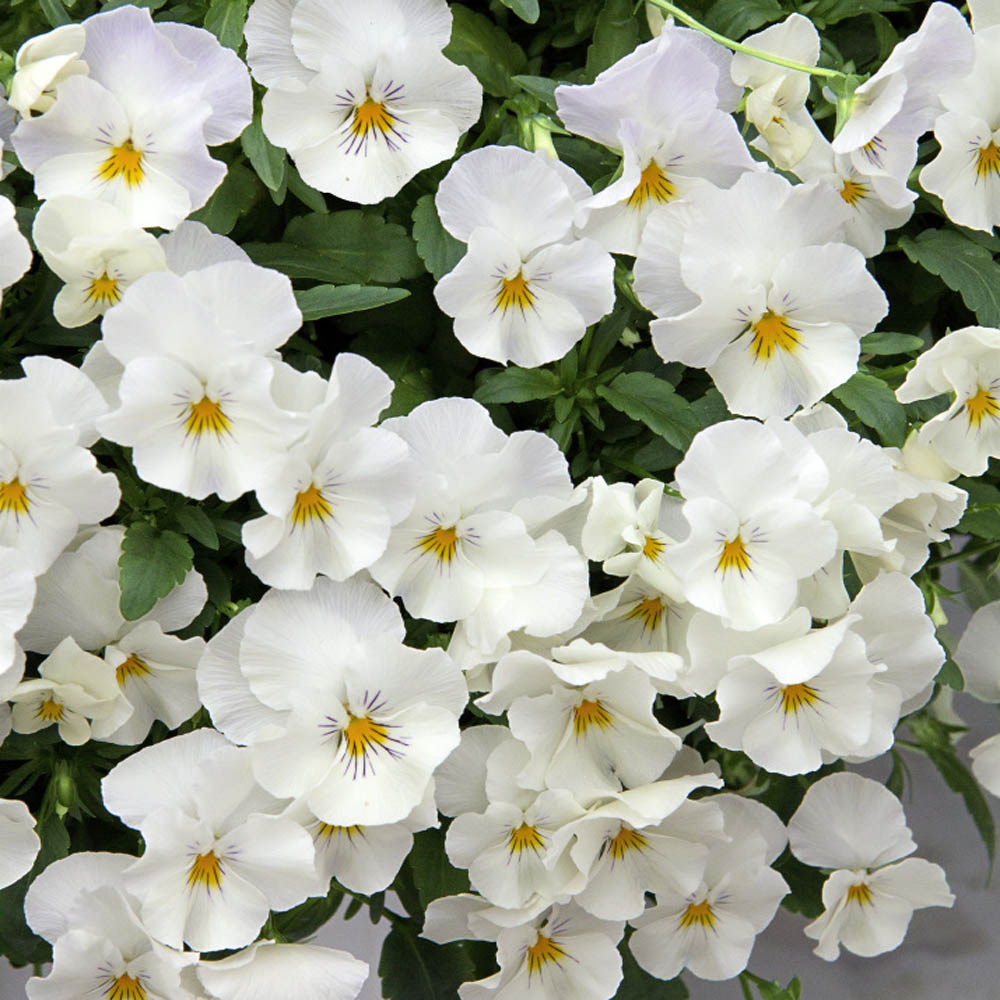 Heirloom White Pansy Flower Seeds for Planting, Non-GMO, Organic, Fresh and Vibrant Blooms
