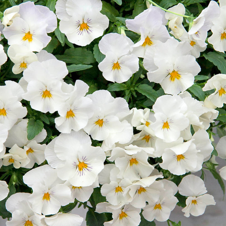 Heirloom White Pansy Flower Seeds for Planting, Non-GMO, Organic, Fresh and Vibrant Blooms