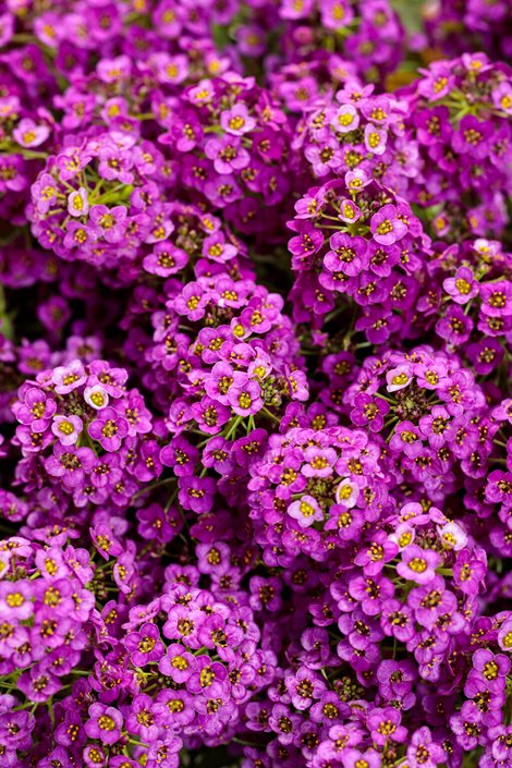 Heirloom Non-GMO Alyssum Ground Cover Flower Seeds for Planting – Fragrant Blooms for Borders & Landscapes