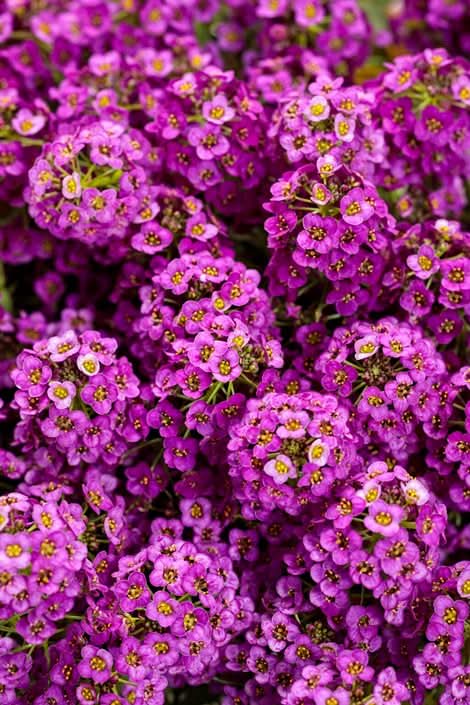 heirloom alyssum flower seeds