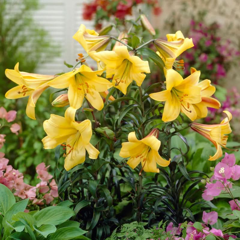 heirloom hippeastrum flower seeds