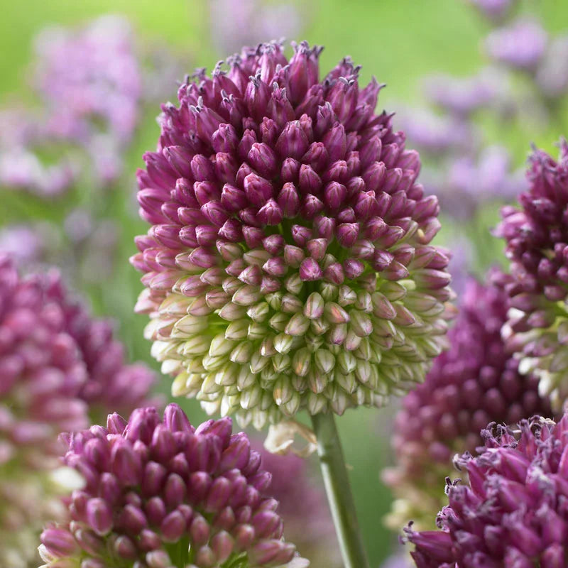 Allium Sphaerocephalon Flower Seeds – Drumstick Allium, Heirloom, Non-GMO Seeds for Planting in Gardens