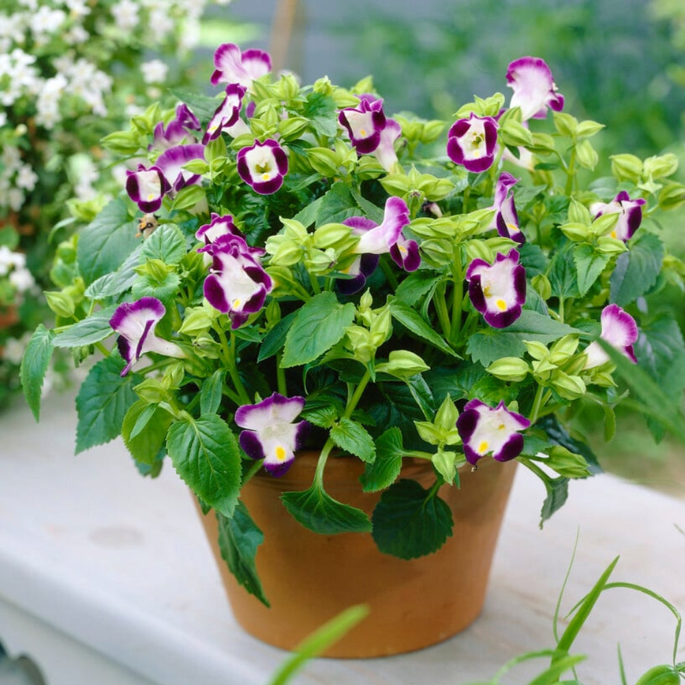 torenia flower flower seeds