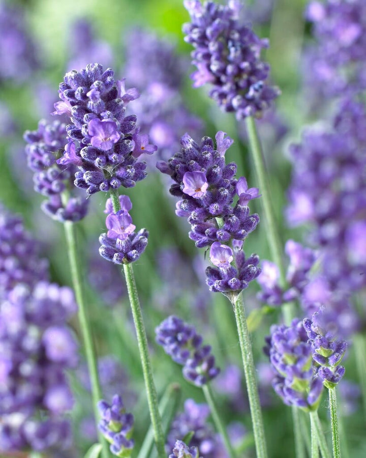 Organic Heirloom Blue Angustifolia Flower Seeds for Planting – Non-GMO Fragrant Garden Blooms