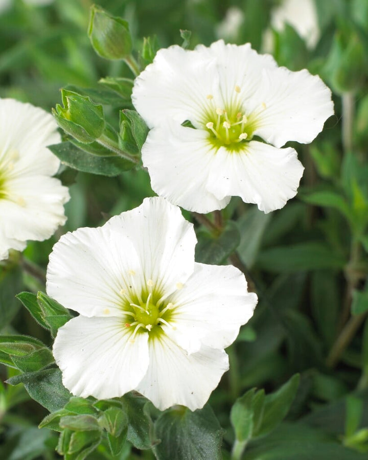 Arenaria blomsterfrø til plantning, arvestykke, ikke-GMO, 100 stk.