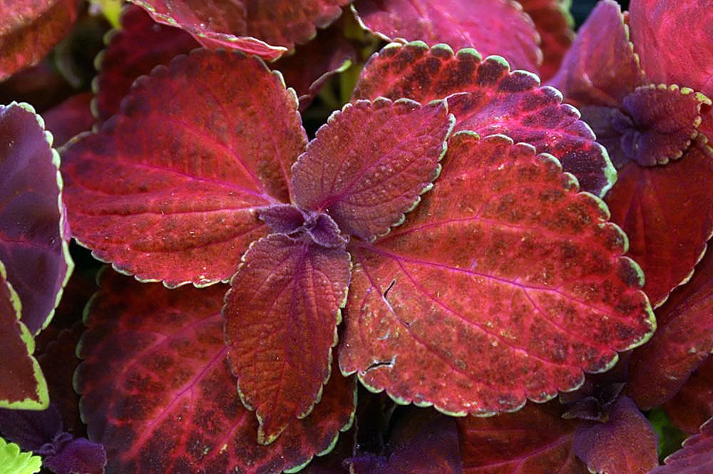 coleus volcano flower seeds
