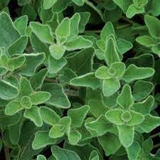Vulgare Plant Seeds