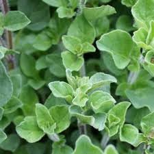 Vulgare Plant Seeds