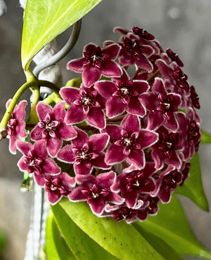 Red Carnosa Flower Seeds for Planting – Heirloom, Non-GMO, High Germination Organic Garden Seeds