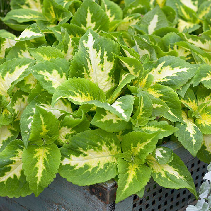 Heirloom Green Yellow Coleus Flower Seeds for Planting – Non-GMO, Decorative Ornamental Foliage Variety