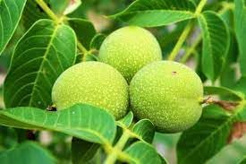 Walnut Seeds for Planting