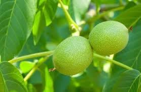 Walnut Seeds for Planting