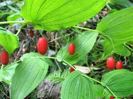 Watermelon Berry Fruit Seeds for Planting
