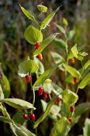 Watermelon Berry Fruit Seeds for Planting