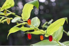 Watermelon Berry Fruit Seeds for Planting