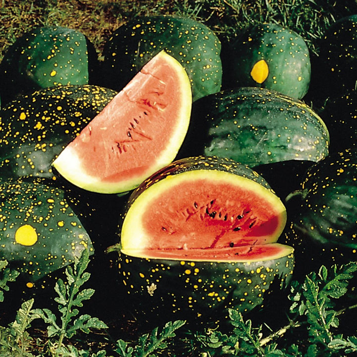 Moon and Stars Watermelon Fruit Seeds for Planting - A Unique, Sweet, and Refreshing Watermelon