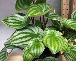 Watermelon Peperomia Plant Seeds for Planting