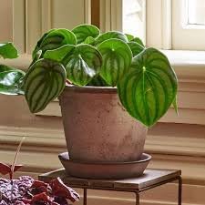 Watermelon Peperomia Plant Seeds for Planting