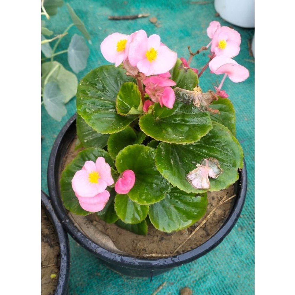 Begonia plantefrø til plantning - 100 stk