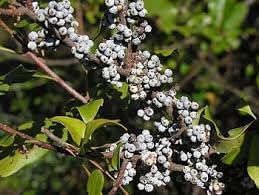 Wax Myrtle Southern Fruit Seeds