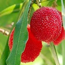 Waxberry Fruit Seeds for Planting