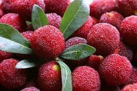 Waxberry Fruit Seeds for Planting