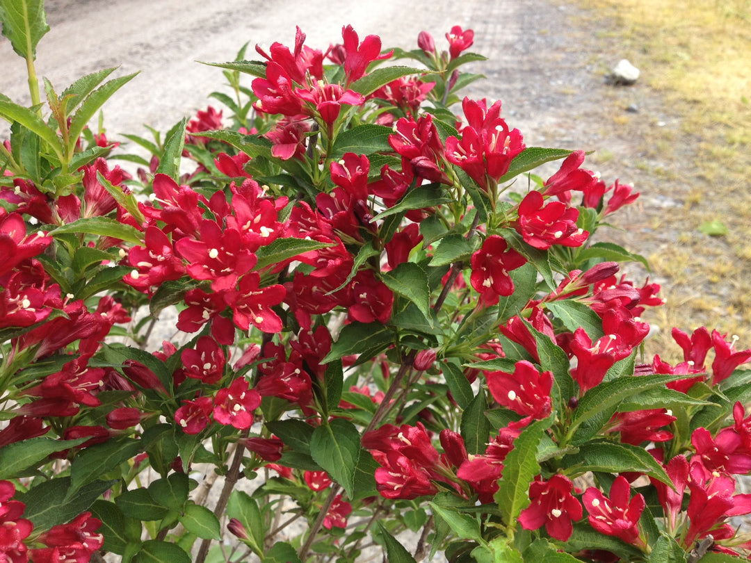 Red Weigela Flower Seeds for Planting – Heirloom, Non-GMO, High Germination Organic Garden Seeds