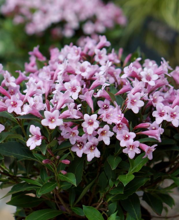 Blandede Weigela Blomsterfrø 100 stk