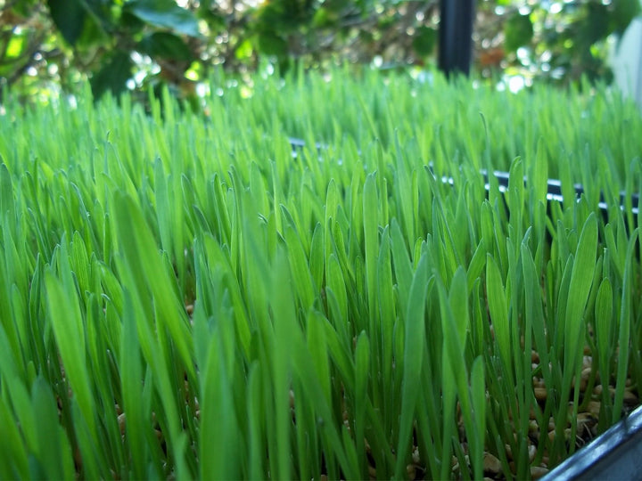 Microgreen Wheatgrass Seeds for Planting – Non-GMO, High Germination Seeds for Indoor Growing, Juicing, and Detox